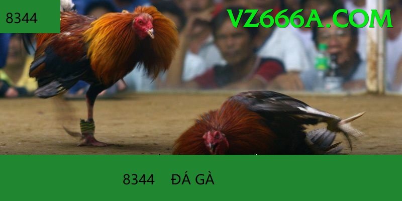 Đá Gà Trực Tiếp - vz666